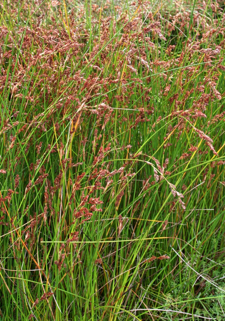 Baumea articulata Yarra Ranges Local Plant Directory