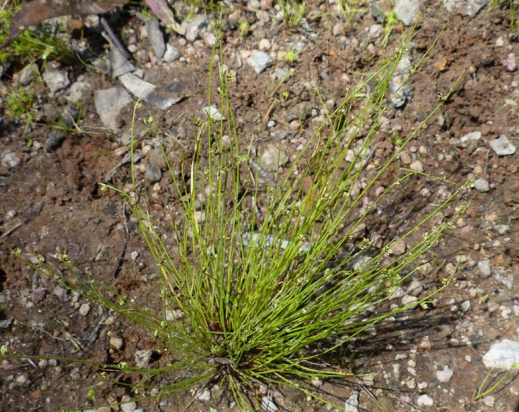 Isolepis subtilissima Yarra Ranges Local Plant Directory