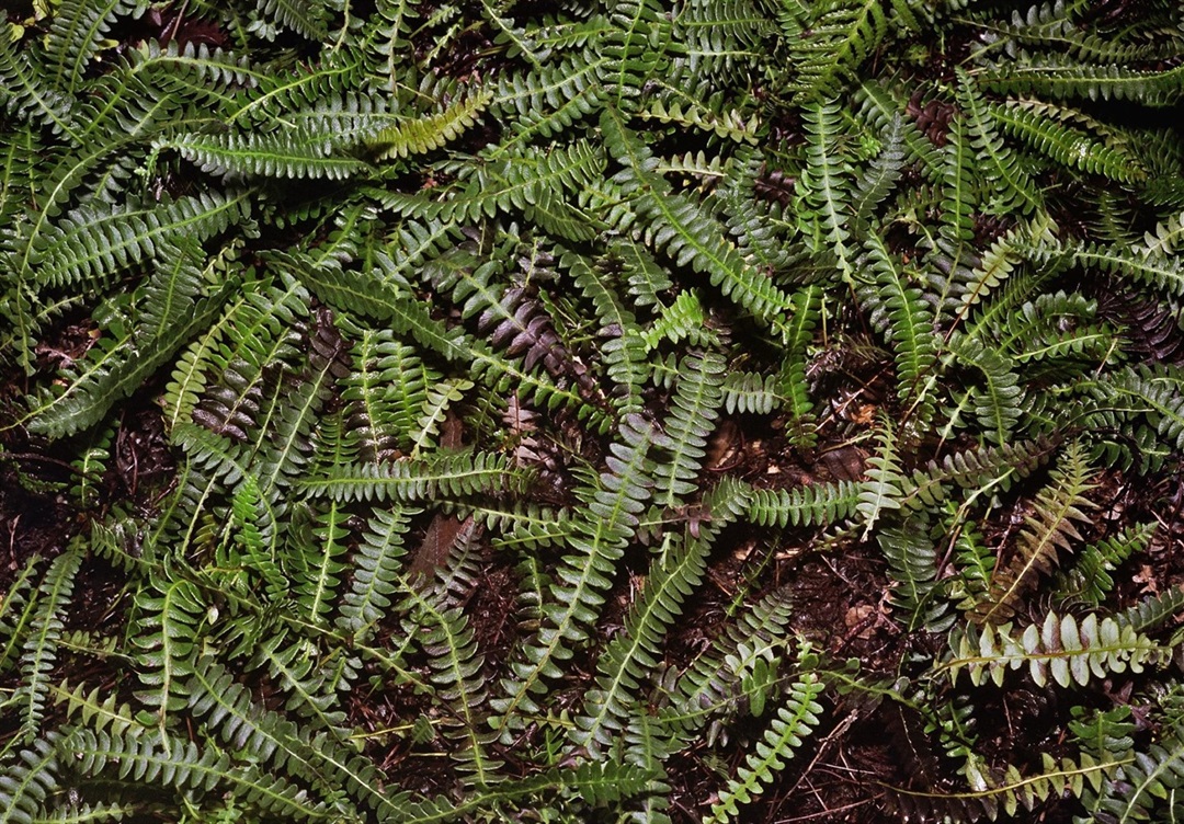 Blechnum pennamarina ssp. alpina Yarra Ranges Local Plant Directory