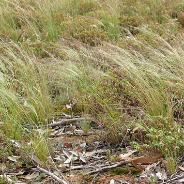 Rough Spear Grass or Austrostipa scabra 