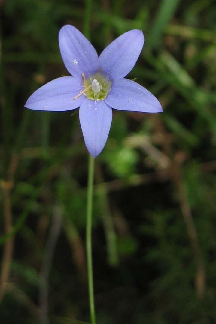 Wahlenbergia stricta Yarra Ranges Local Plant Directory