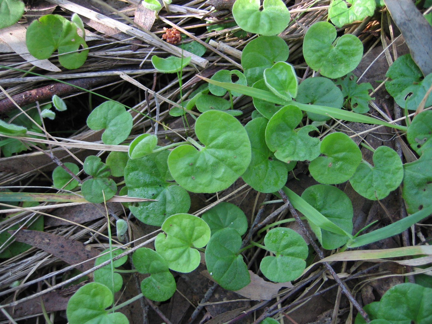 Dichondra repens Yarra Ranges Local Plant Directory