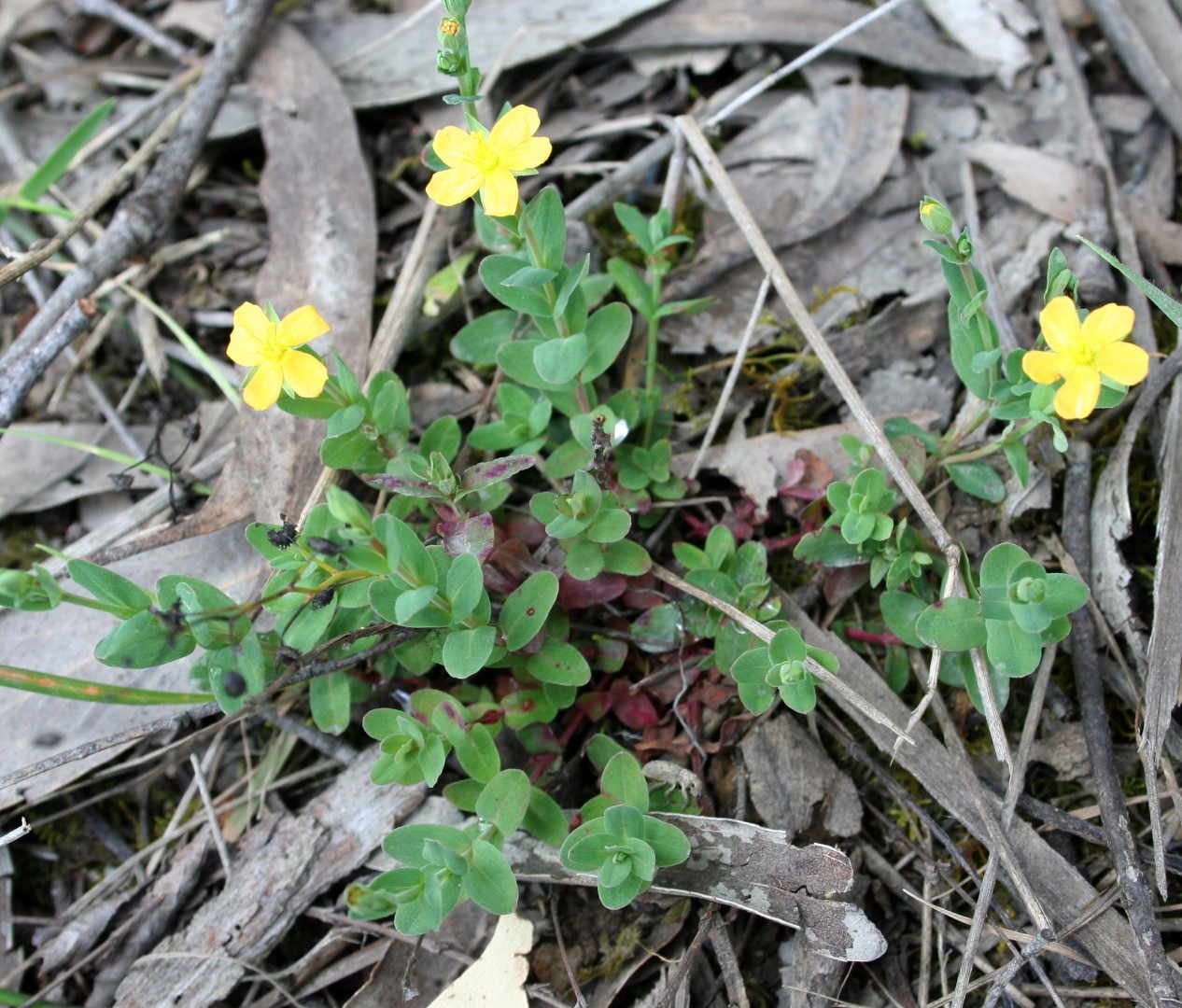 Hypericum japonicum Yarra Ranges Local Plant Directory