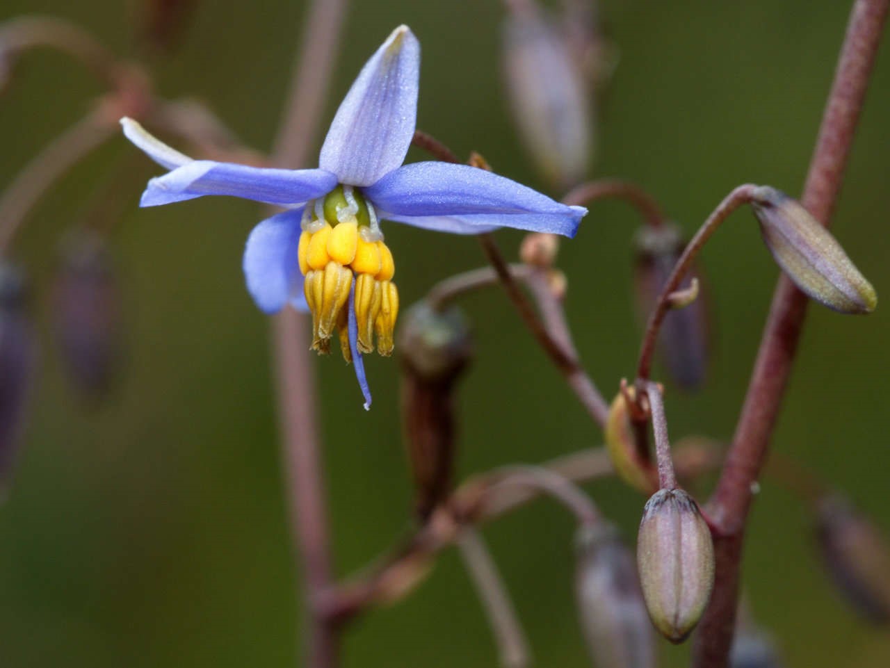 TÌNH YÊU CÂY CỎ ĐV 8  - Page 56 539b-2-dianella-callicarpa-lorraine-phelan