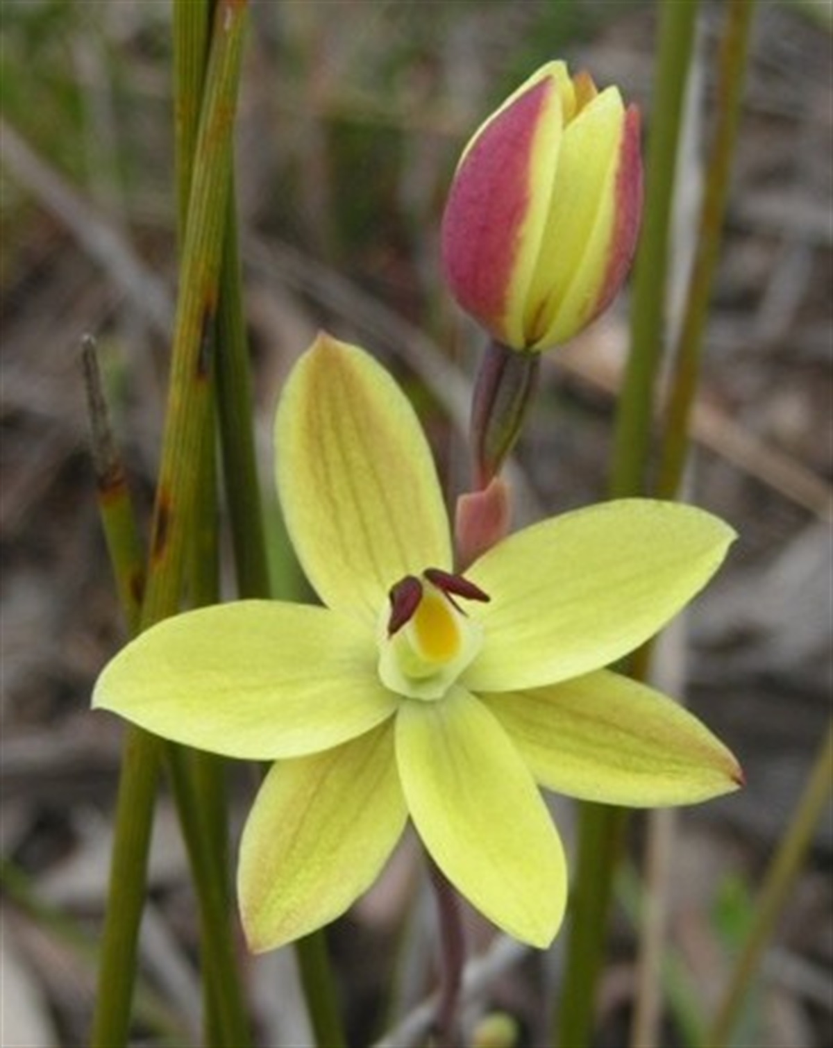 Thelymitra antennifera Yarra Ranges Local Plant Directory