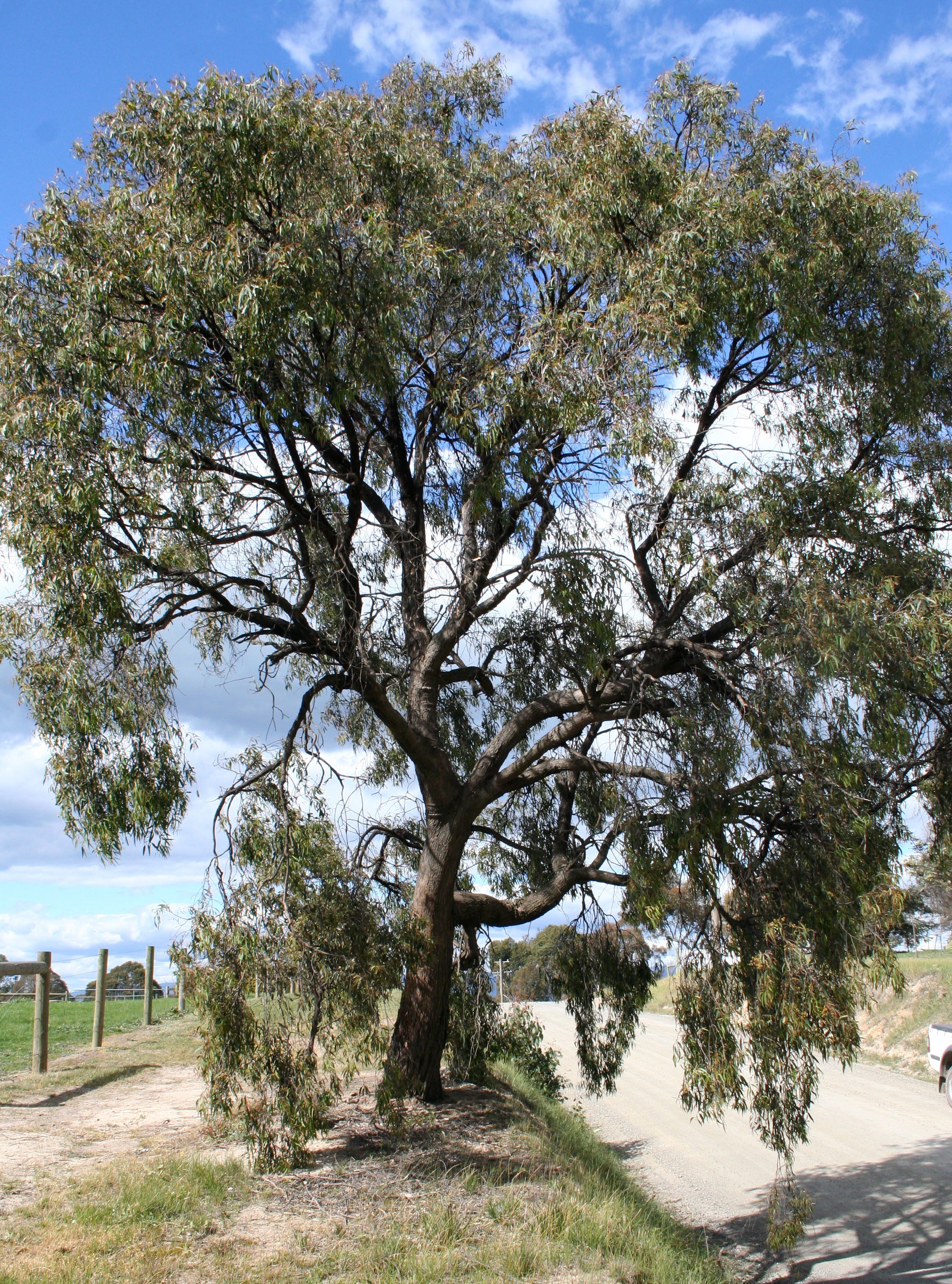 EUCALYPTUS RADIÉ