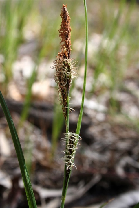 400B-2-Carex-gaudichaudiana-fl-2-Marilyn-Gray.jpg