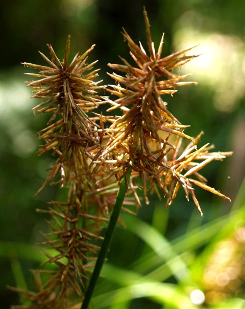 405B-3-Cyperus-lucidus-Flower-Heales-Sanc.jpg