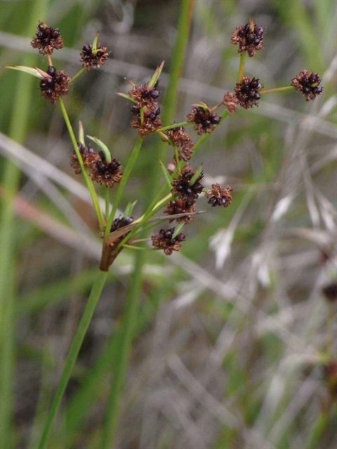 431B-3-Juncus-planifolius-fl1-Russell-Best.jpg