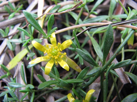 660B-2-Ranunculus-inundatus-CM.jpg