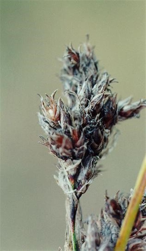 667B-3-Baumea-arthrophylla-fl-Helen-Moss.jpg