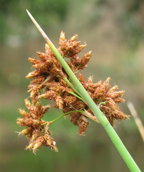 876B-3-Schoenoplectus-tabernaemontani-fl-Colleen-Miller.jpg