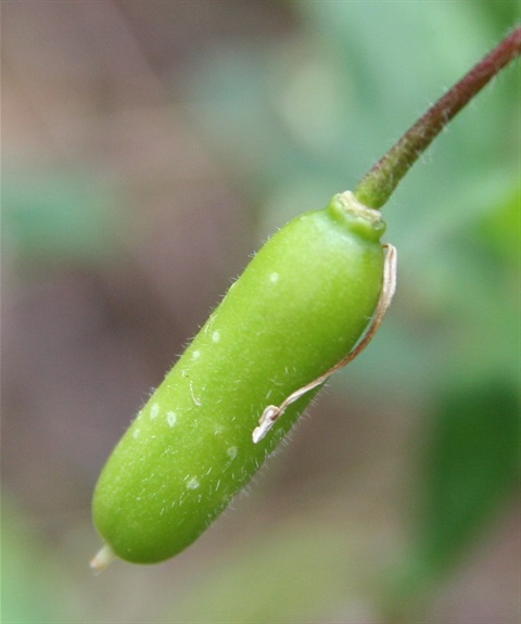 594B-4-Billardiera-mutabilis-fr-Marilyn-Gray.jpg