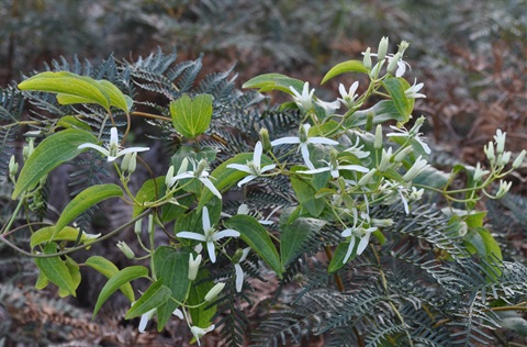 795B-3-Clematis-glycinoides-fem-fl-Kevin-Sparrow.jpg