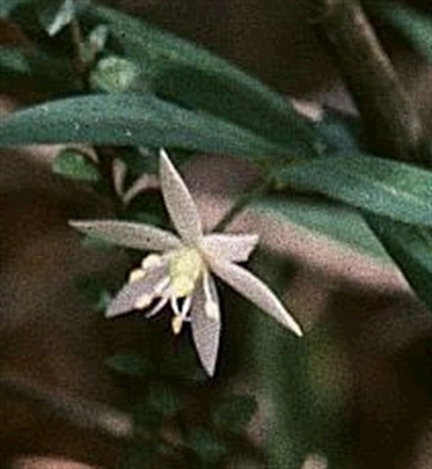 882B-3-Drymophila-cyanocarpa-fl-Ken-Harris.jpg