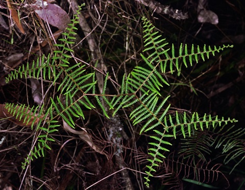 604B-3-Gleichenia-dicarpa-PK.jpg