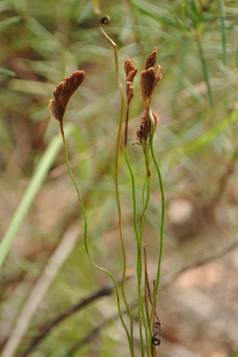 556B-2-Schizaea-bifida-fl-Daniel-Ohlsen.jpg