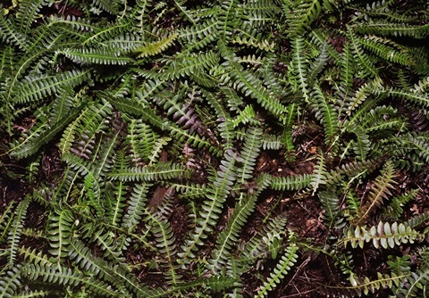 742B-1-Blechnum-penna-marina-hab-Peter-Kinchington.jpg