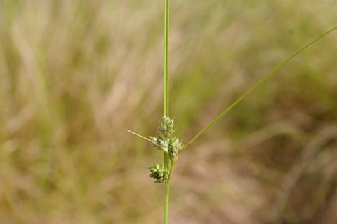 401B-2-Carex-inversa-fl-Marilyn-Gray.jpg