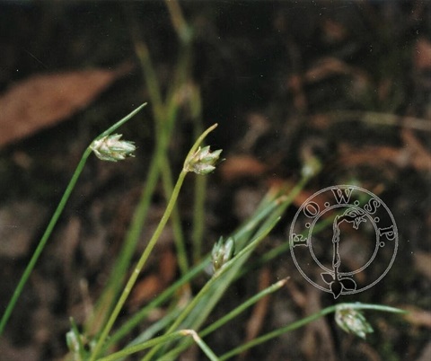 421B-3-Isolepis-hookeriana-Friends-of-Warrandyte-SP.jpg