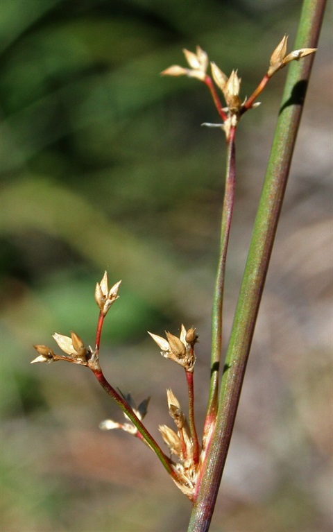 424B-2-Juncus-amabilis-fl2-Marilyn-Gray.jpg