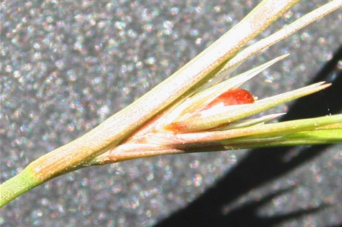 425B-3-Juncus-bufonius-fl2-Marilyn-Gray.bak.jpg