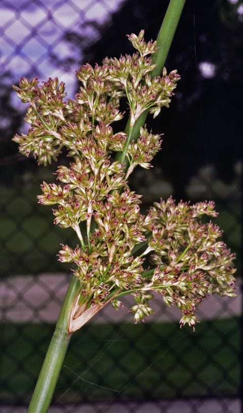 429B-3-Juncus-pallidus-fl-Peter-Kinchington-candle.jpg