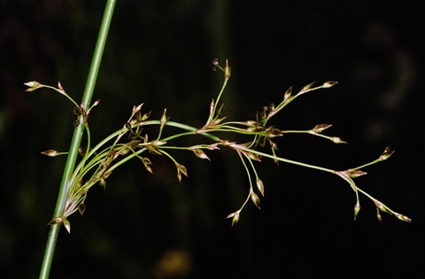 430B-2-Juncus-pauciflorus-fl-Peter-Kinchington.jpg