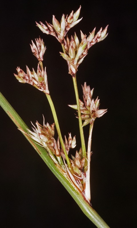 435B-3-Juncus-subsecundus-fl-Peter-Kinchington.jpg