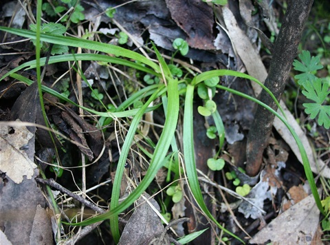 452B-4-Luzula-meridionalis-var.-flaccida-hab-Marilyn-Gray.jpg