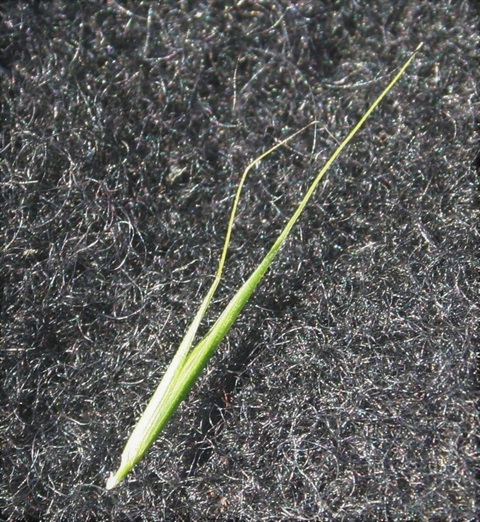 453B-3-Microlaena-stipoides-fl3-Marilyn-Gray.jpg