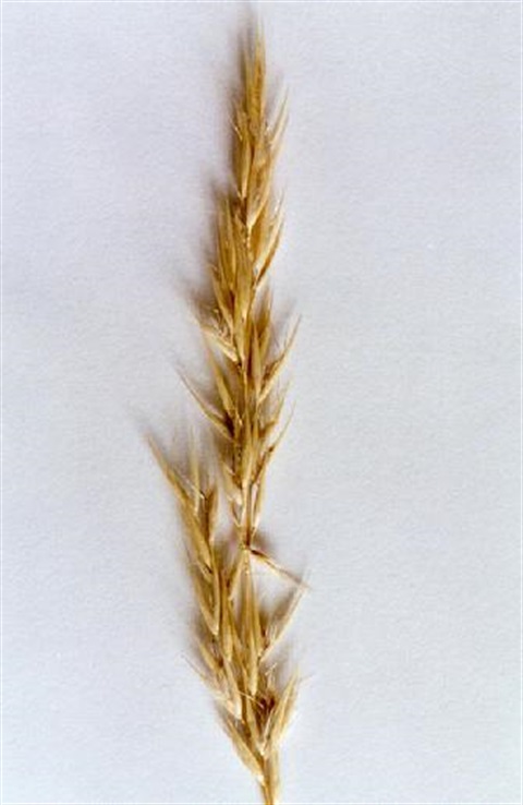 454B-2-Rytidosperma-semiannulare-fl-1-Helen-Moss.jpg