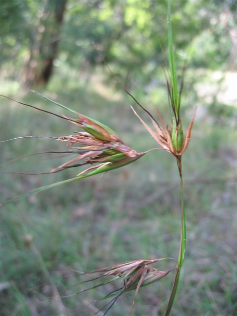 472B-2-Themeda-triandra-Kelly-Hofert.jpg