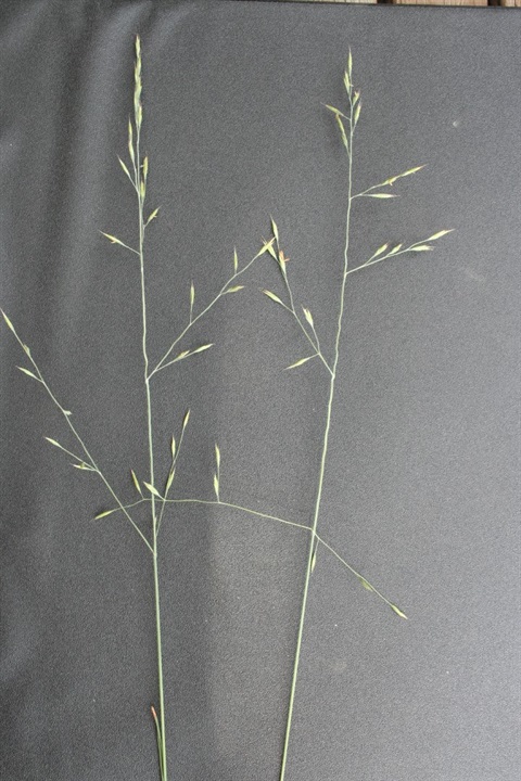 676B-2-Festuca-asperula-fl-Marilyn-Gray.jpg