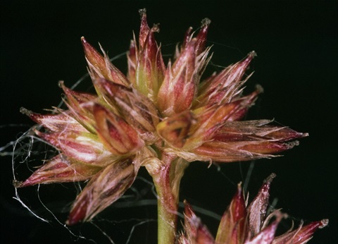 786B-3-Juncus-fockei-fl1-Peter-Kinchington.jpg