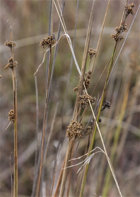 949B-3-Juncus-filicaulis-hab-2-Michael-Mulvaney.jpg