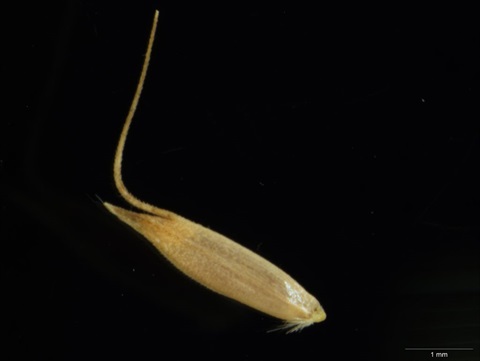 982B-2-Deyeuxia-brachyathera-Robert-Hare.jpg