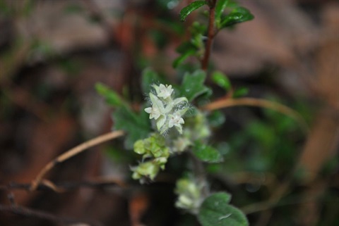 362B-3-Xanthosia-pilosa-fl-Daniel-Ohlsen.jpg