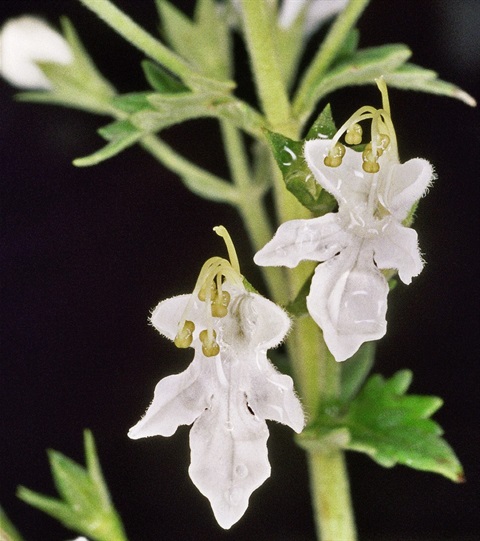 754-3-Teucrium-corymbosum-fl-Peter-Kinchington.jpg