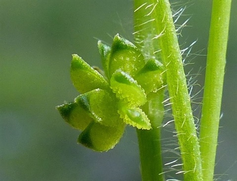 791B-3-Ranunculus-sessiliflorus-ssp.-sessiliflorus-fr-Neil-Blair.jpg