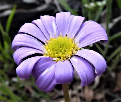 212B-3-Calotis-scabiosifolia-var.-integrifolia-Neil-Blair.jpg