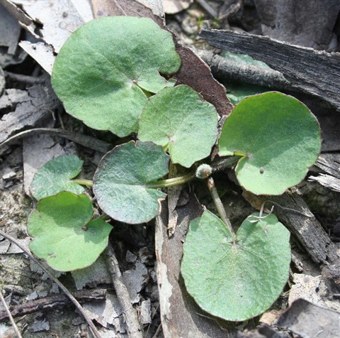 214B-1-Centella-cordifolia-hab-fol-Marilyn-Gray.jpg
