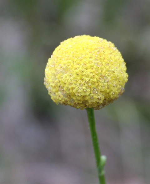 221B-3-Craspedia-variabilis-fl-Marilyn-Gray.jpg