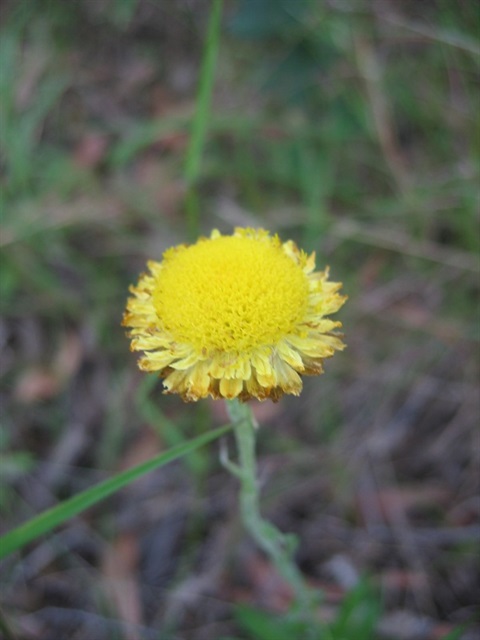 259B-2-Helichrysum-scorpoides-Photo-by-Shire-of-Yarra-Ranges.jpg
