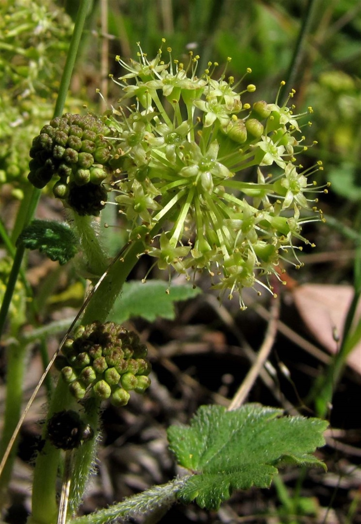Hydrocotyle laxiflora Yarra Ranges Local Plant Directory