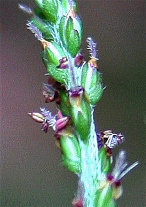 308B-2-Plantago-debilis-fl-1-Marilyn-Gray.jpg