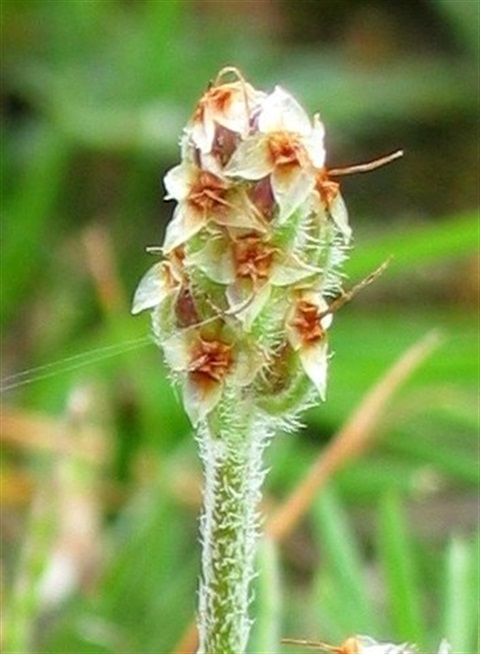 309B-3-Plantago-gaudichaudii-fl-Colleen-Miller.jpg