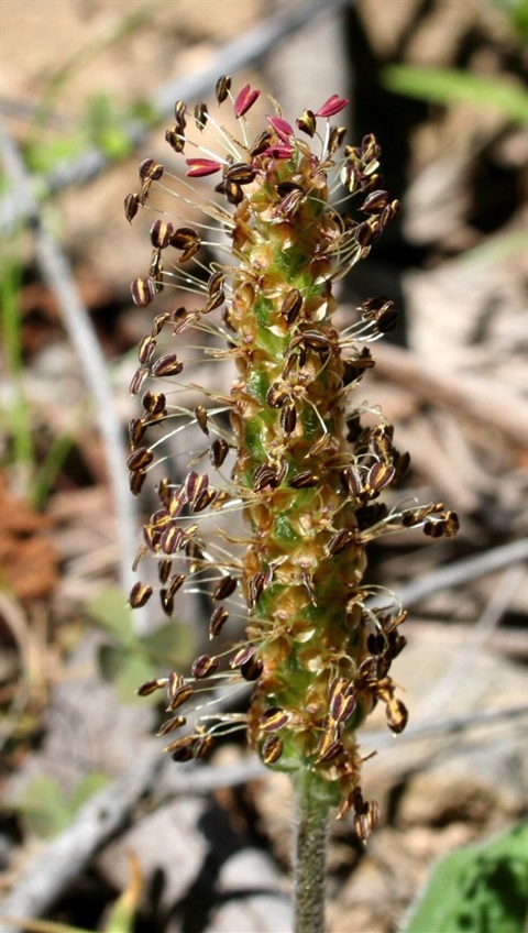 310B-2-Plantago-varia-fl-Marilyn-Gray.jpg