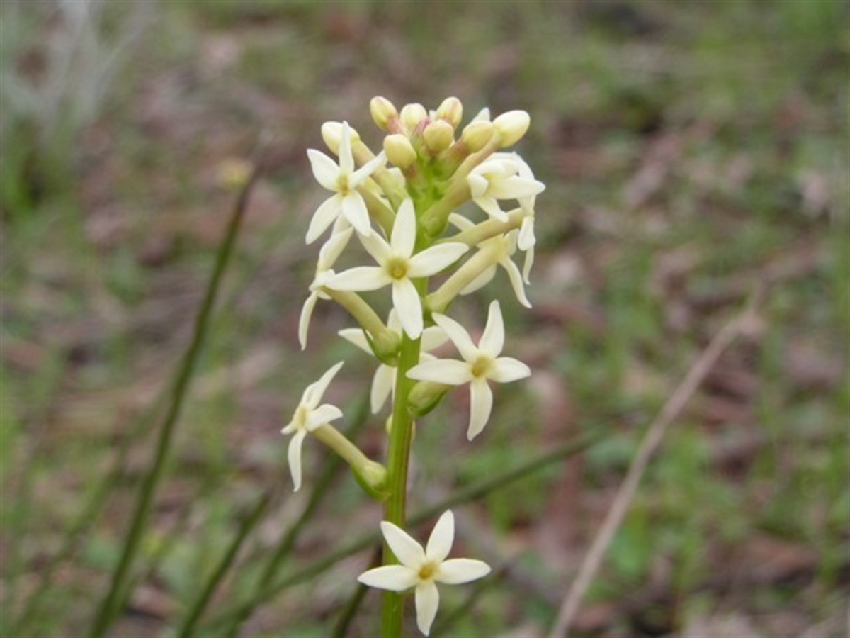 Stackhoue Flower Stackhousia monogyna Yarra Ranges Local Plant Directory