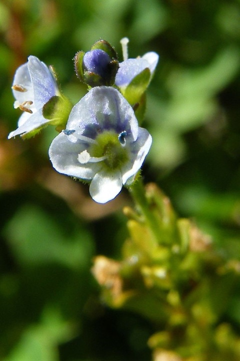 797B-3-Veronica-serpyllifolia-fl-Geoff-Lay.jpg